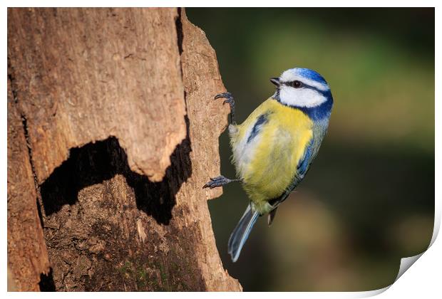 Blue Tit (Parus caeruleus)    Print by chris smith