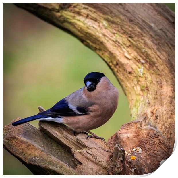 Bullfinch (Pyrrhula-pyrrhula)  Print by chris smith