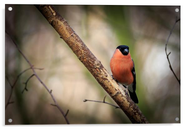 Bullfinch (Pyrrhula-pyrrhula)  Acrylic by chris smith