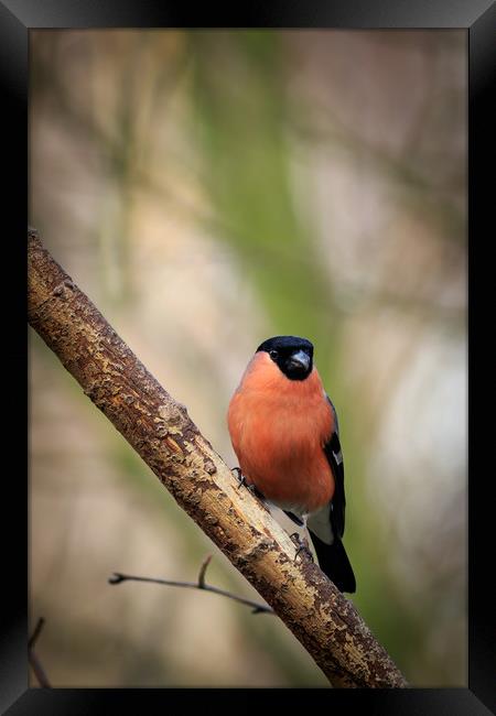 Bullfinch (Pyrrhula-pyrrhula)              Framed Print by chris smith