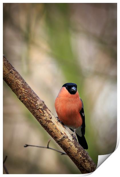 Bullfinch (Pyrrhula-pyrrhula)              Print by chris smith