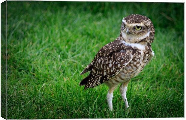 Burrowing owl (Athene cunicularia)  Canvas Print by chris smith