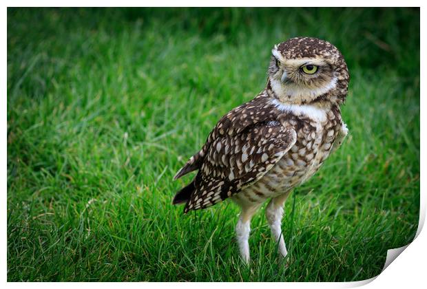 Burrowing owl (Athene cunicularia)  Print by chris smith