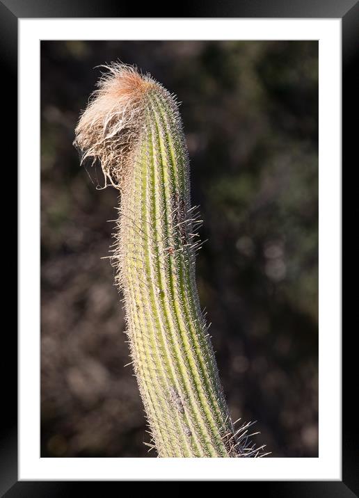 Cactus  Framed Mounted Print by chris smith