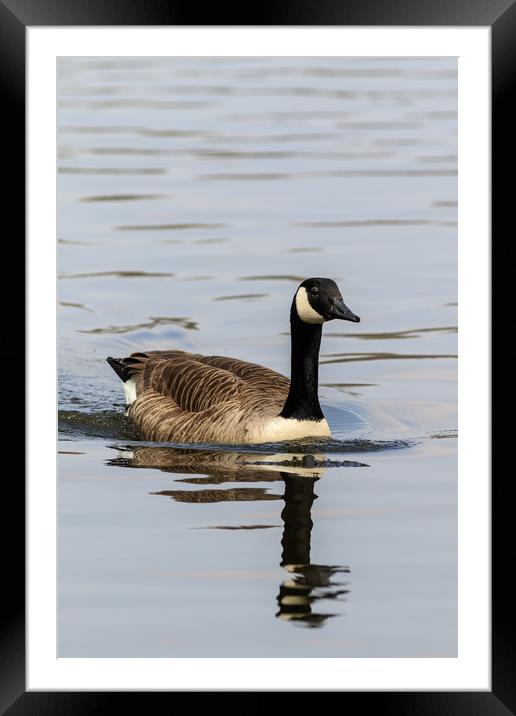 Canada Goose   Framed Mounted Print by chris smith