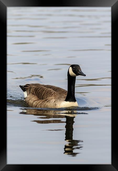 Canada Goose   Framed Print by chris smith
