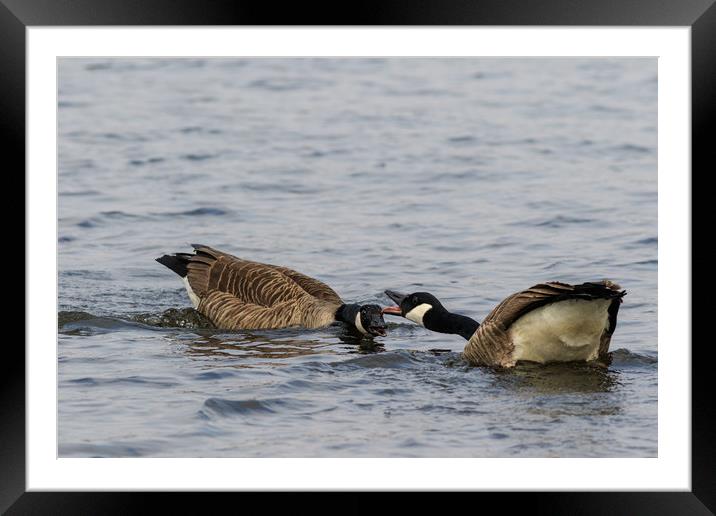 Canada Goose   Framed Mounted Print by chris smith