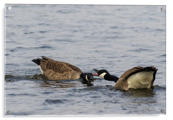 Canada Goose   Acrylic by chris smith