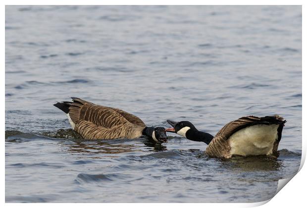 Canada Goose   Print by chris smith