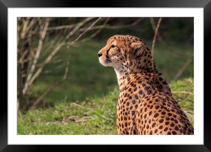 Cheetah  Framed Mounted Print by chris smith