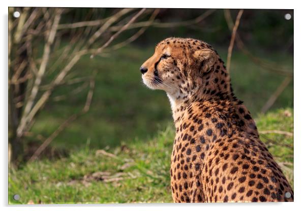 Cheetah  Acrylic by chris smith