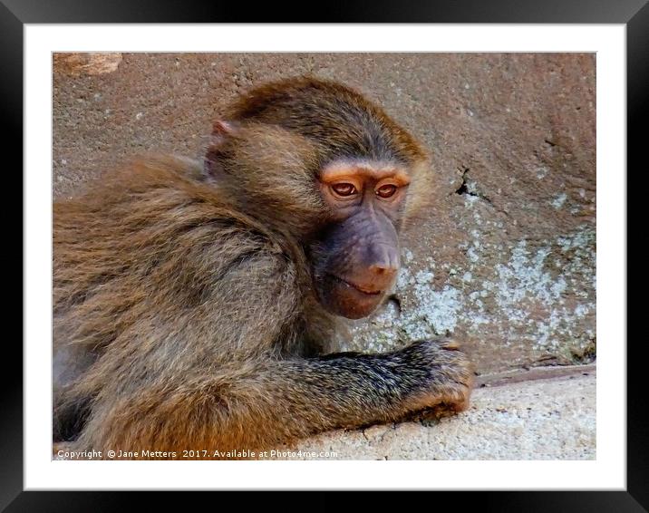 Monkey Time Framed Mounted Print by Jane Metters