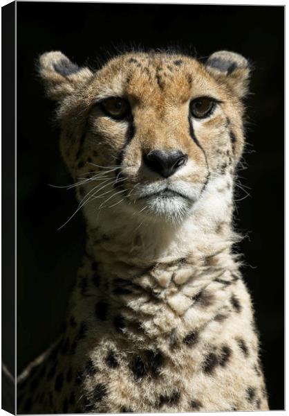 Cheetah Portrait Canvas Print by rawshutterbug 