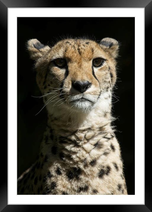 Cheetah Portrait Framed Mounted Print by rawshutterbug 