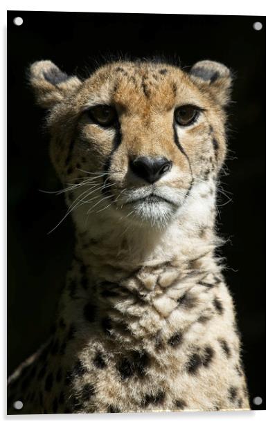 Cheetah Portrait Acrylic by rawshutterbug 