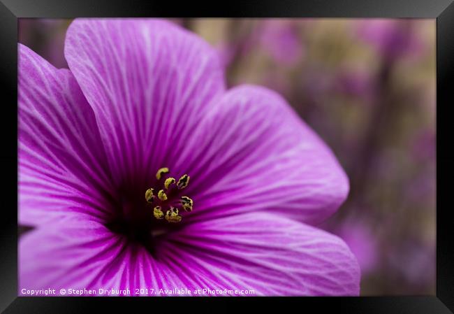 Pretty Pollen Framed Print by Stephen Dryburgh