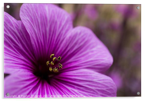 Pretty Pollen Acrylic by Stephen Dryburgh