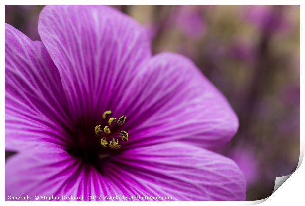 Pretty Pollen Print by Stephen Dryburgh