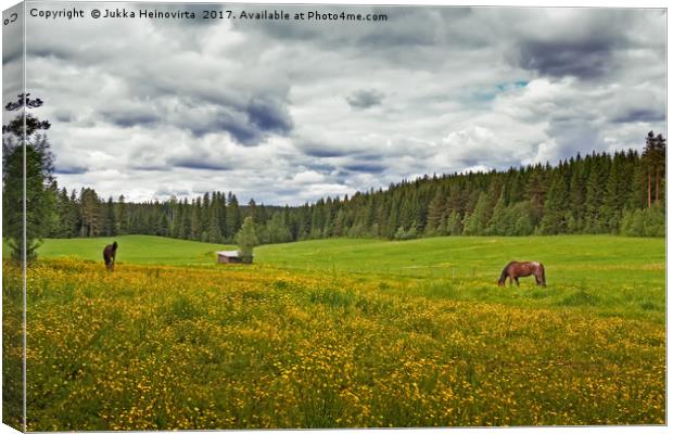 Two Horses On A Summer Field Canvas Print by Jukka Heinovirta