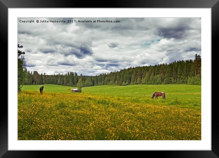 Two Horses On A Summer Field Framed Mounted Print by Jukka Heinovirta
