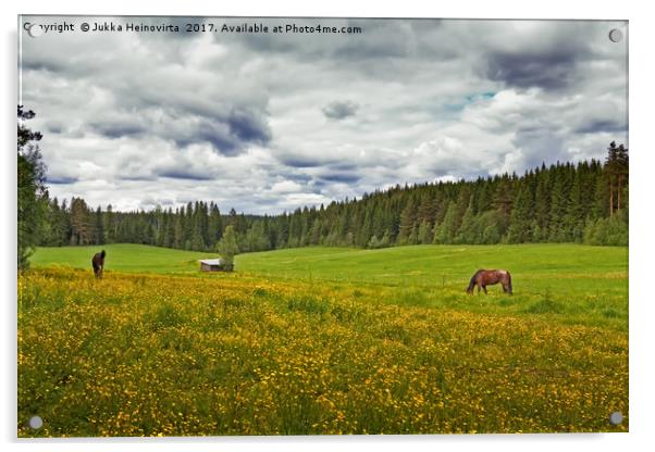 Two Horses On A Summer Field Acrylic by Jukka Heinovirta