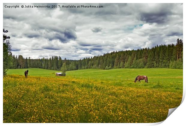 Two Horses On A Summer Field Print by Jukka Heinovirta