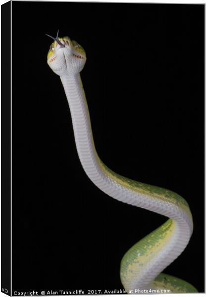 Green tree python Canvas Print by Alan Tunnicliffe