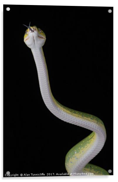Green tree python Acrylic by Alan Tunnicliffe