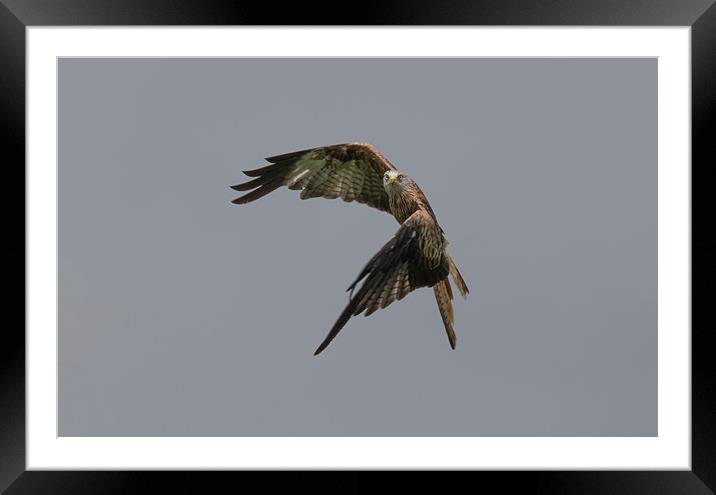 Red Kite Framed Mounted Print by sean clifford