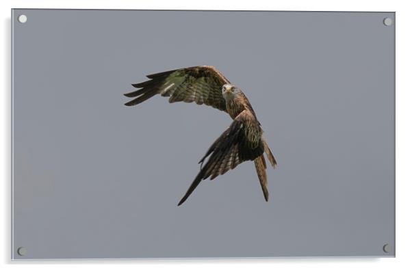 Red Kite Acrylic by sean clifford