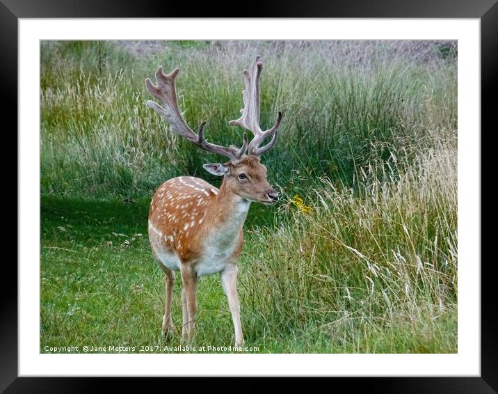 Deer in the Long Grass Framed Mounted Print by Jane Metters