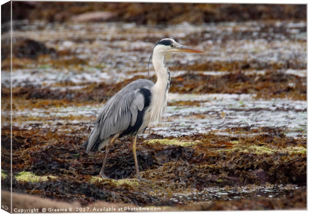 Grey Heron 2 Canvas Print by Graeme B