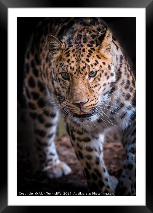 Leopard on the prowl Framed Mounted Print by Alan Tunnicliffe