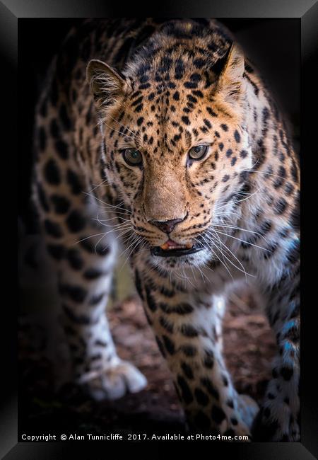 Leopard on the prowl Framed Print by Alan Tunnicliffe