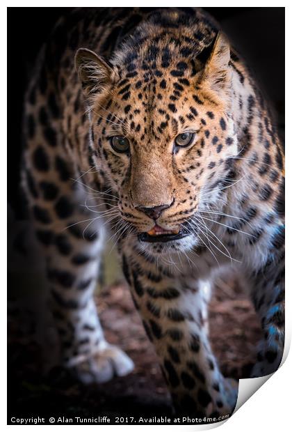 Leopard on the prowl Print by Alan Tunnicliffe