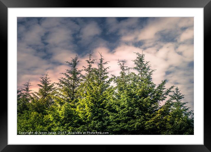 Cloudy Day in the Pine Forest  Framed Mounted Print by Jason Jones