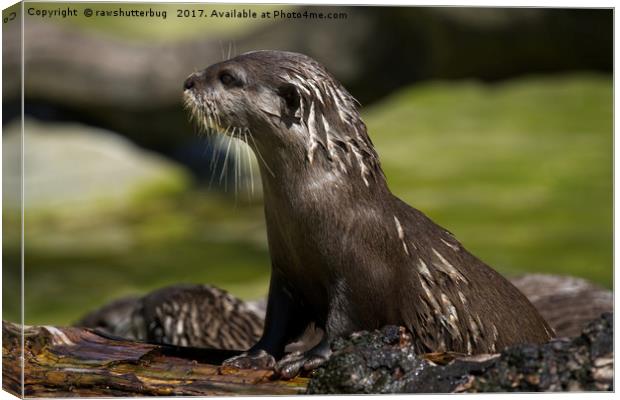 Otter Emerging From The Water Canvas Print by rawshutterbug 