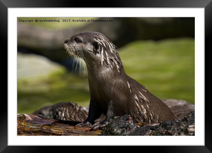 Otter Emerging From The Water Framed Mounted Print by rawshutterbug 