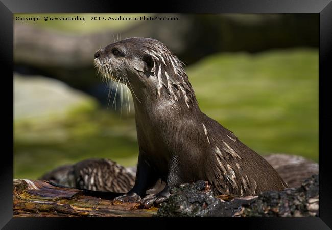 Otter Emerging From The Water Framed Print by rawshutterbug 