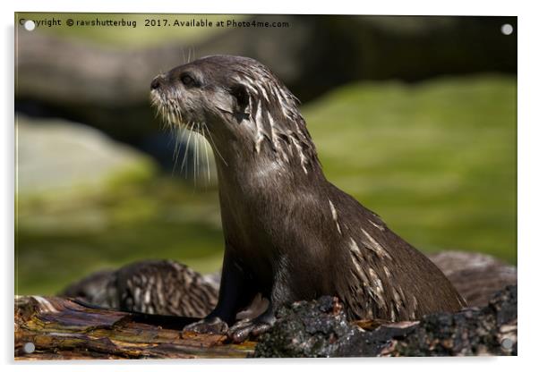 Otter Emerging From The Water Acrylic by rawshutterbug 