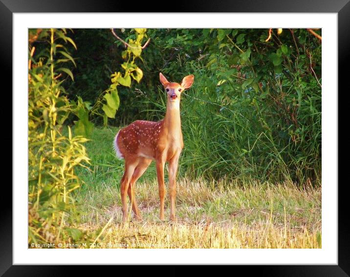 Fawn Stare  Framed Mounted Print by Johnny M