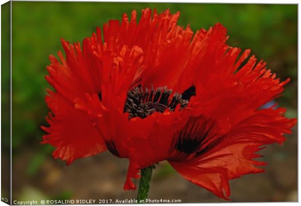 "Frilled Poppy" Canvas Print by ROS RIDLEY