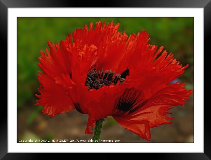 "Frilled Poppy" Framed Mounted Print by ROS RIDLEY