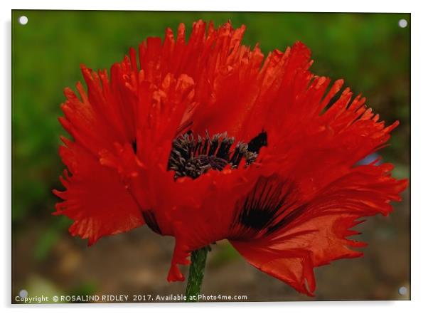 "Frilled Poppy" Acrylic by ROS RIDLEY