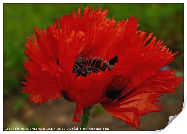 "Frilled Poppy" Print by ROS RIDLEY