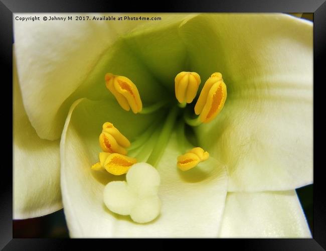 Macro Lilly Framed Print by Johnny M
