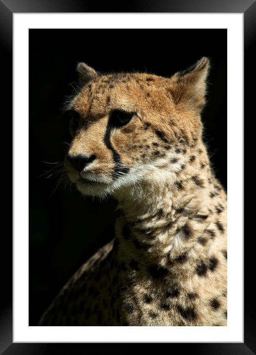 Cheetah Framed Mounted Print by rawshutterbug 