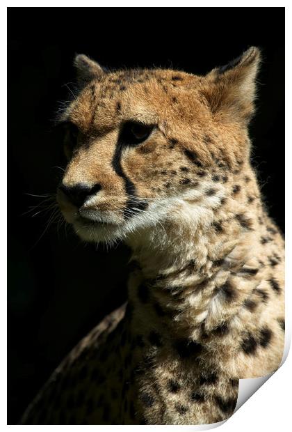 Cheetah Print by rawshutterbug 