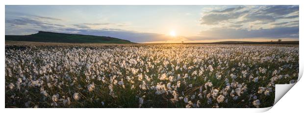 Upper Burbage Cottongrass  Print by James Grant