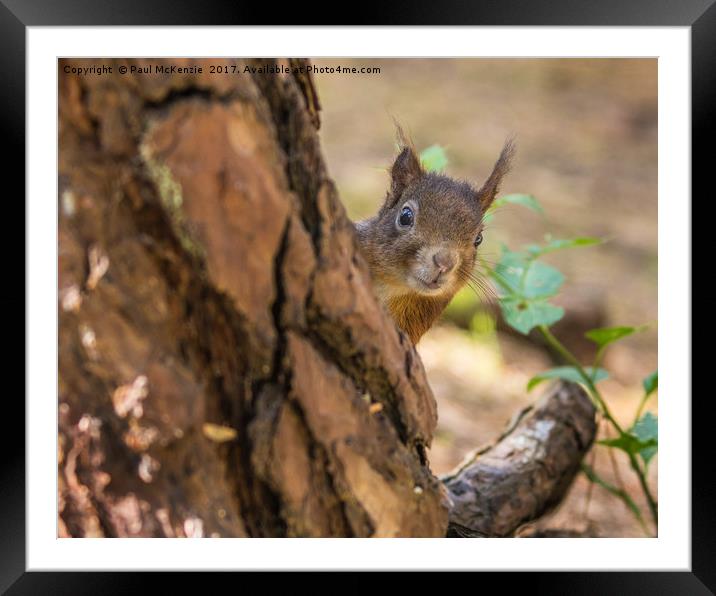 "Cheeky" Framed Mounted Print by Paul McKenzie